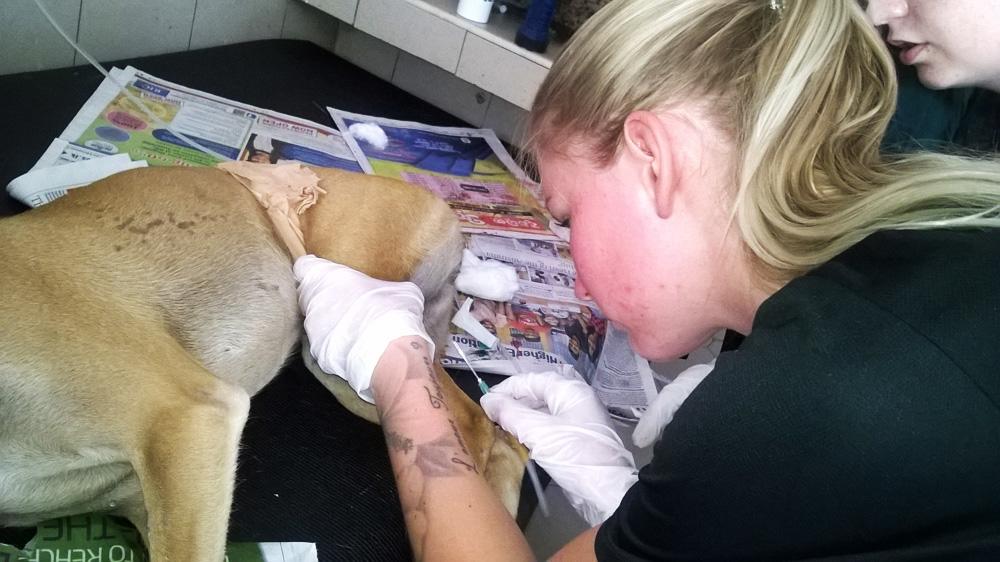 An intern doing a Veterinary Medicine placement in Sri Lanka helps examine a dog at a local clinic. A dog is examined at a local clinic by a student doing a Veterinary Medicine internship in Sri Lanka.
